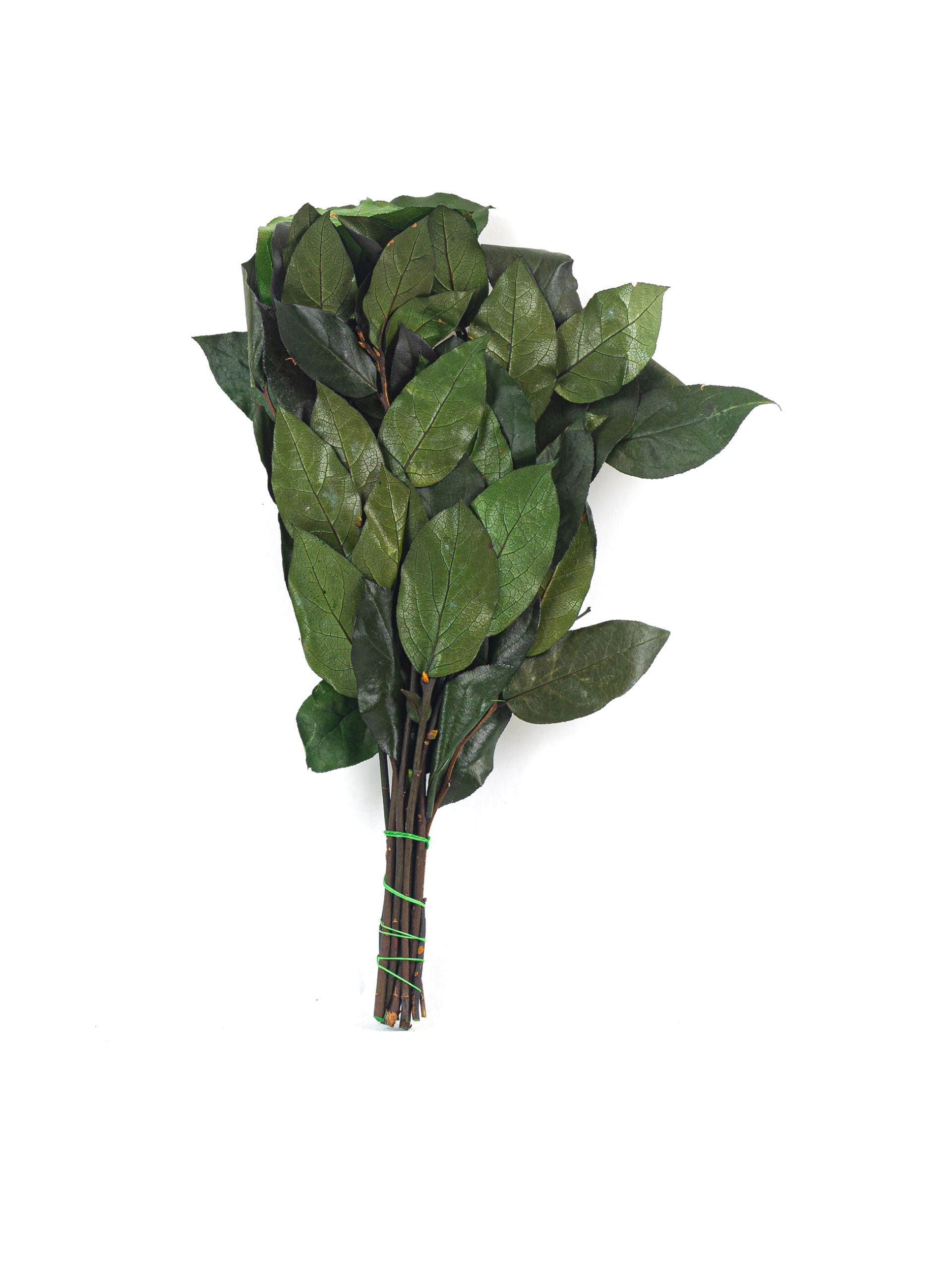 Salal Green NI | ByNature - Wholesale