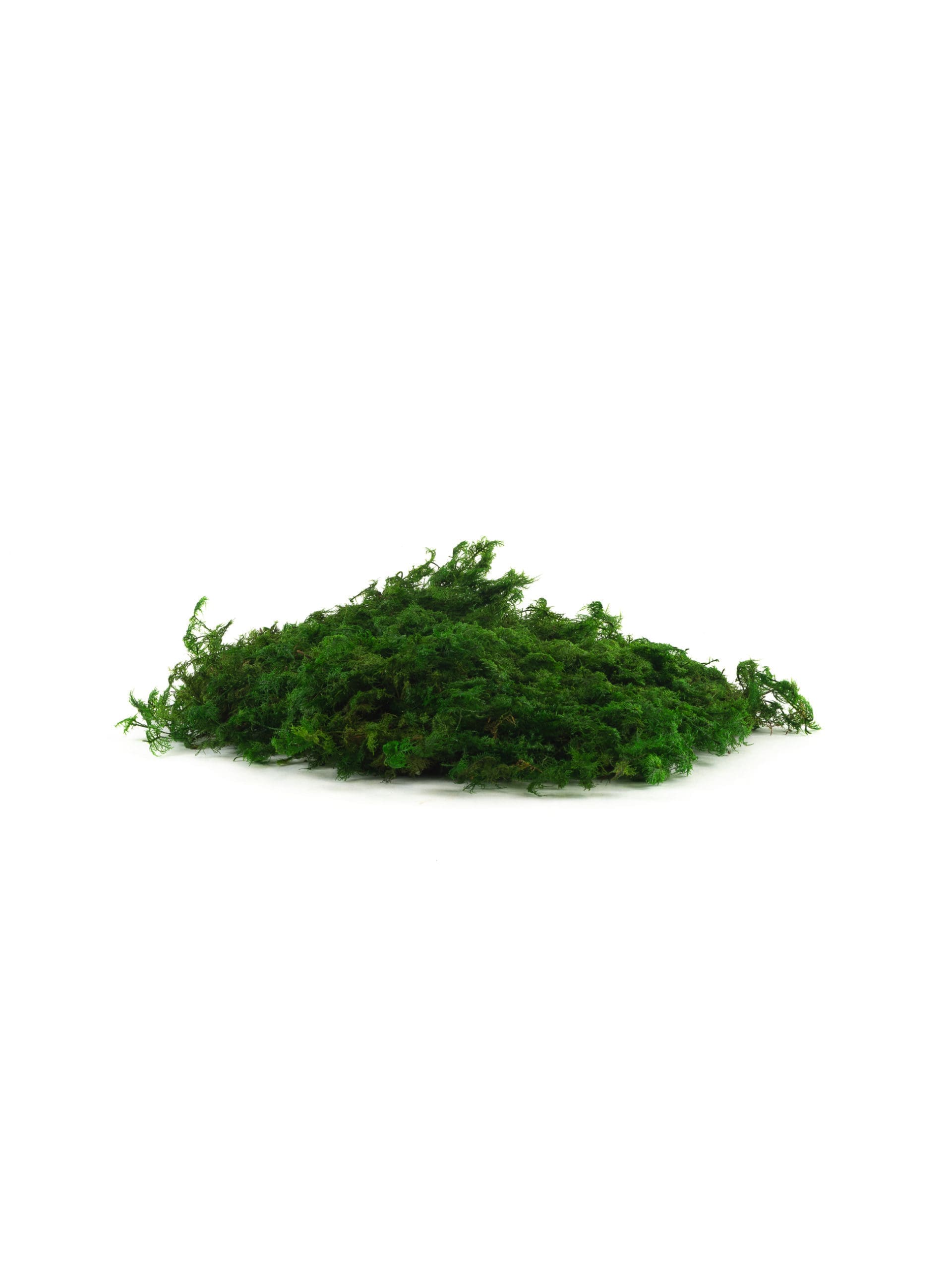 Reindeer Moss (Fuchsia) 1/4 lb