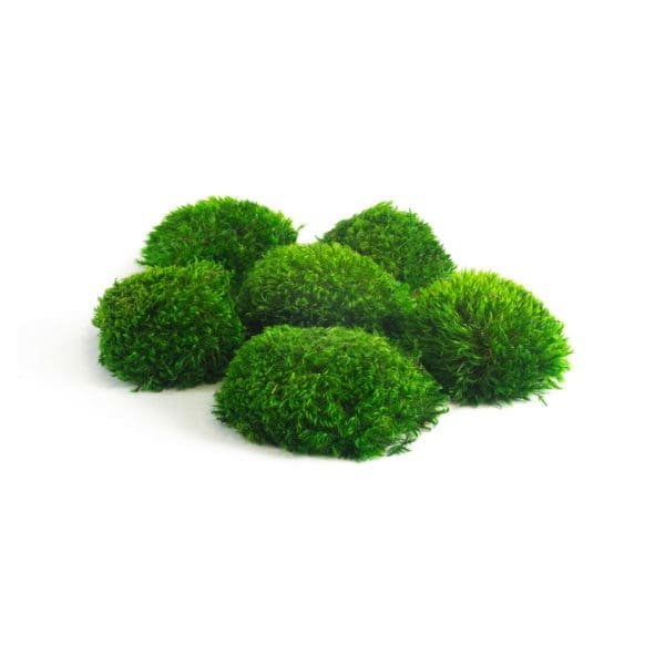 Preserved Mosses | ByNature - Wholesale