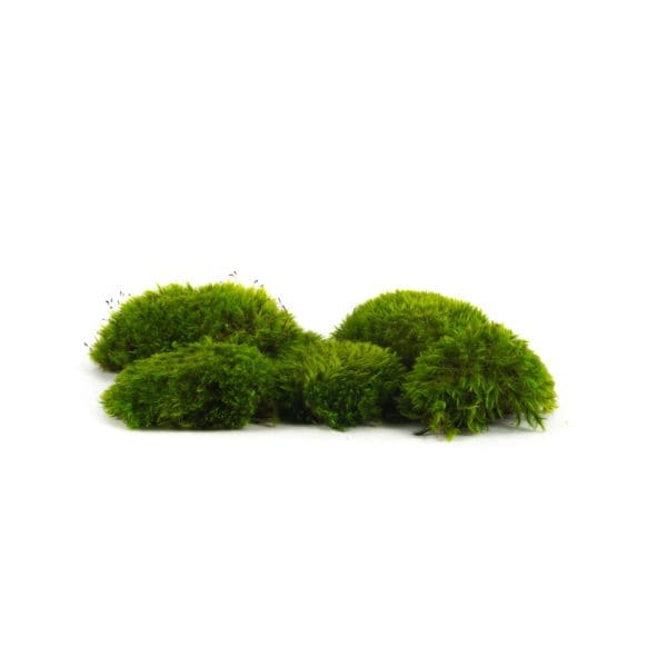 Preserved Mosses | ByNature - Wholesale