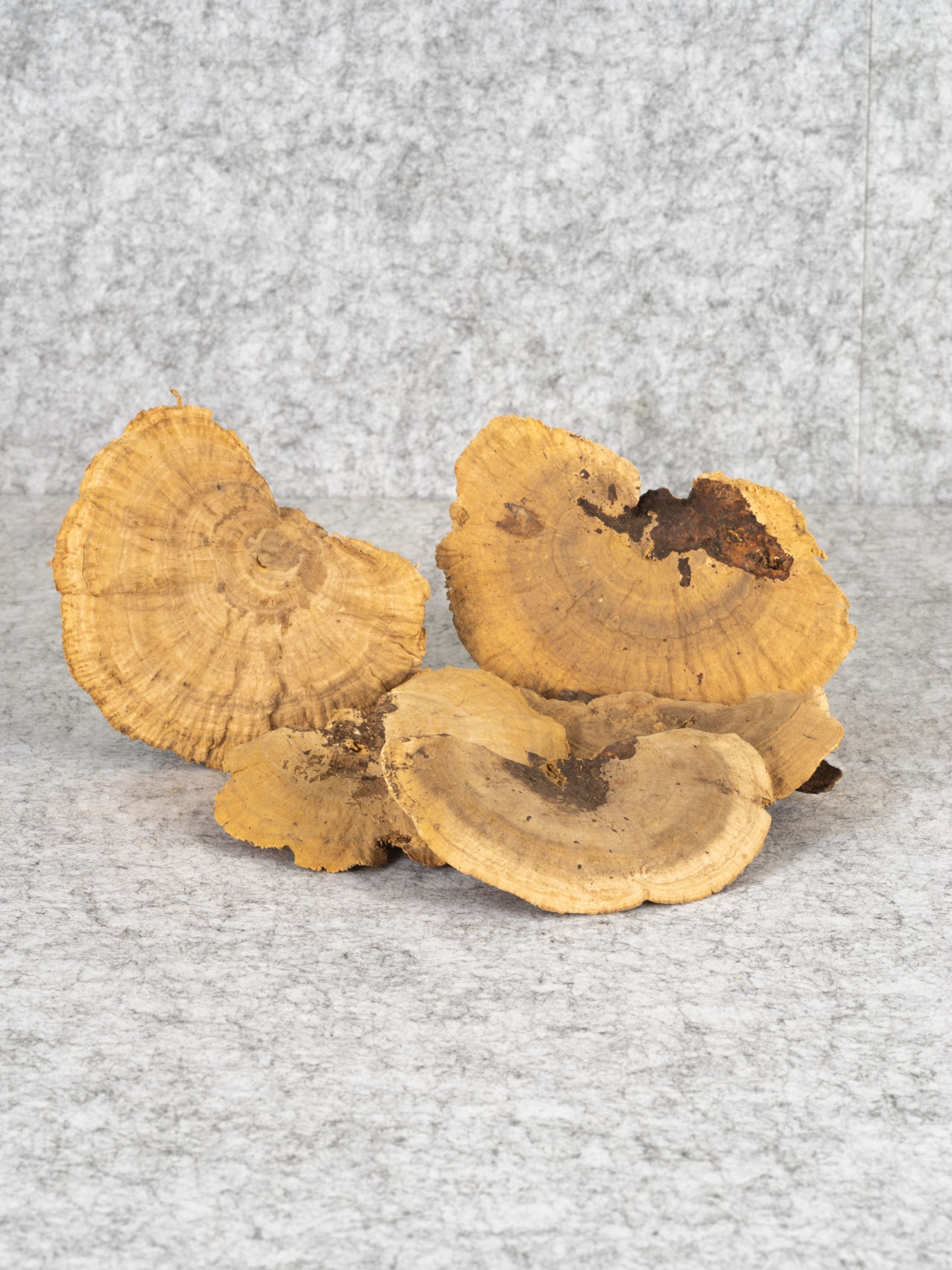 Dried Mushroom 1
